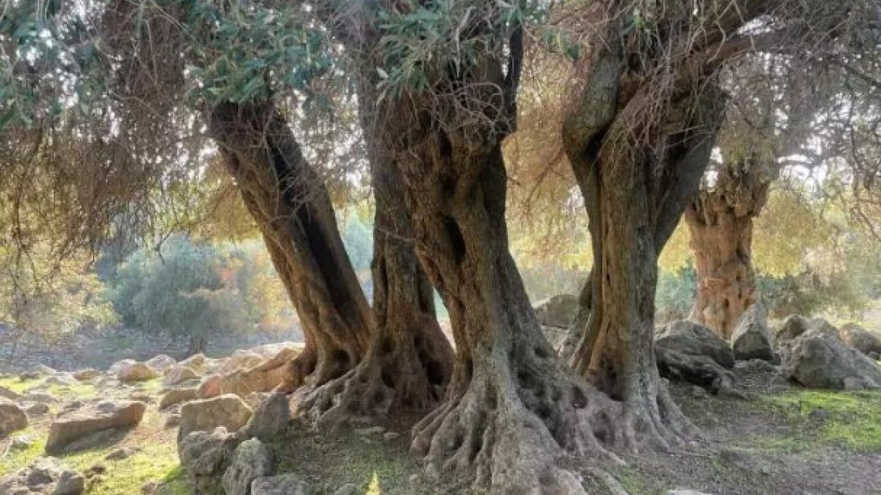 Foto - Dünyada sadece 4 ülkede var! Türkiye'de gizemini çözemediler!