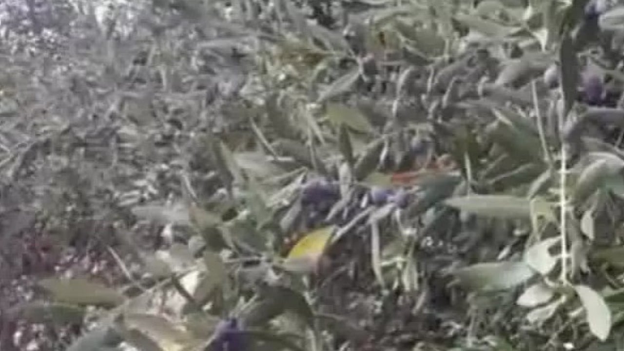 Foto - Dünyada sadece 4 ülkede var! Türkiye'de gizemini çözemediler!