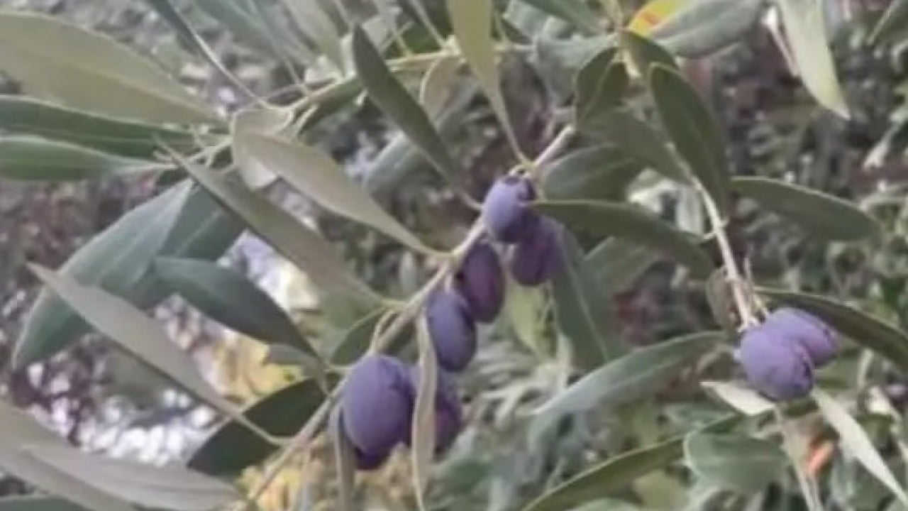 Foto - Dünyada sadece 4 ülkede var! Türkiye'de gizemini çözemediler!