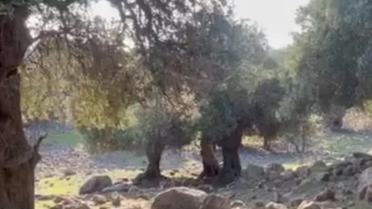 Foto - Dünyada sadece 4 ülkede var! Türkiye'de gizemini çözemediler!