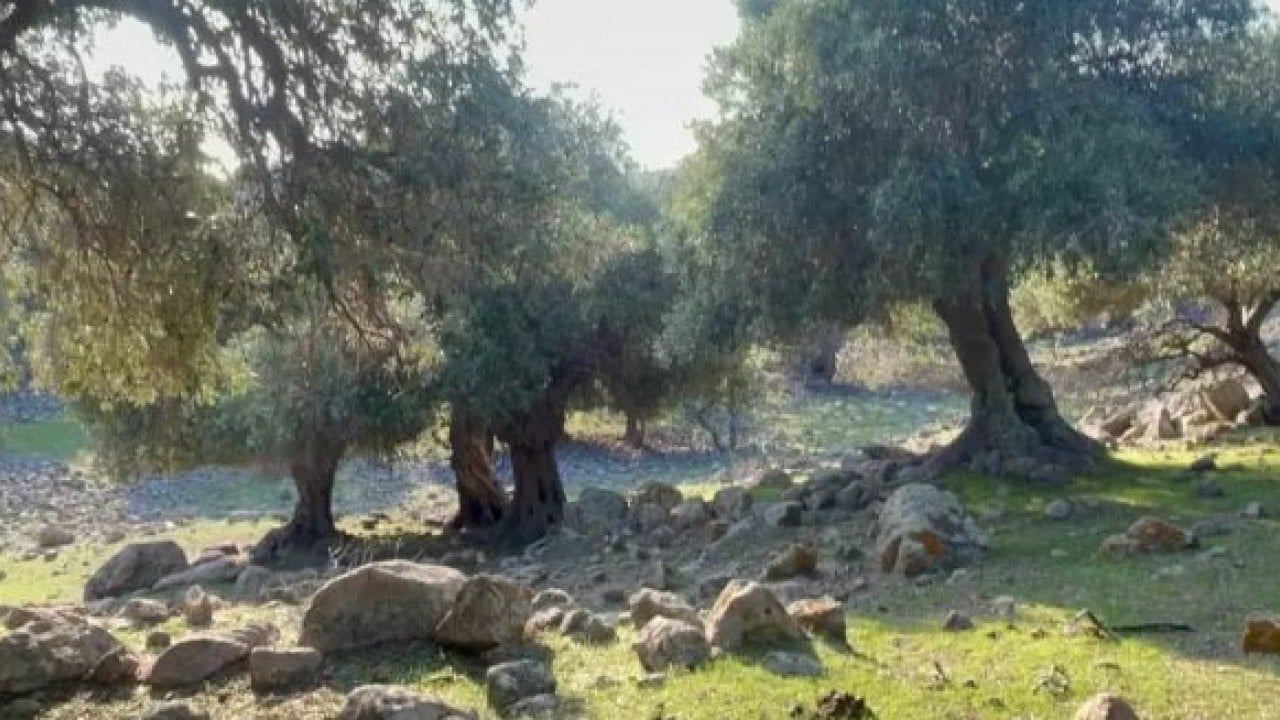 Foto - Dünyada sadece 4 ülkede var! Türkiye'de gizemini çözemediler!