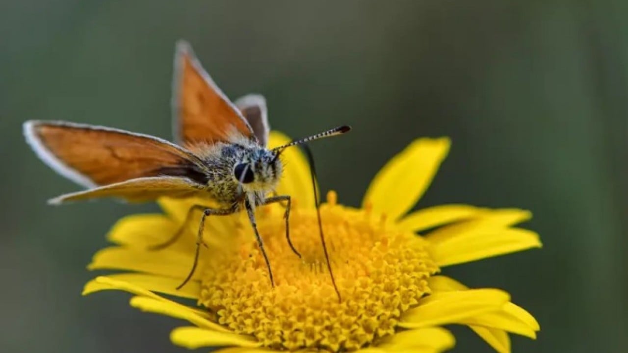 Foto - Dünyada sadece bir ilimizde bulunuyor! Uçmak için sadece bir ayı var