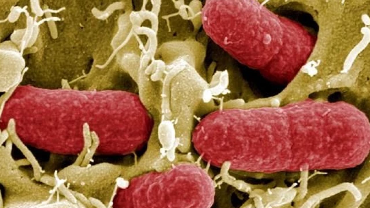 Foto - Dünyada sayılı insan bu kana sahip! ‘Altın kan'ın bir damlası servet değerinde