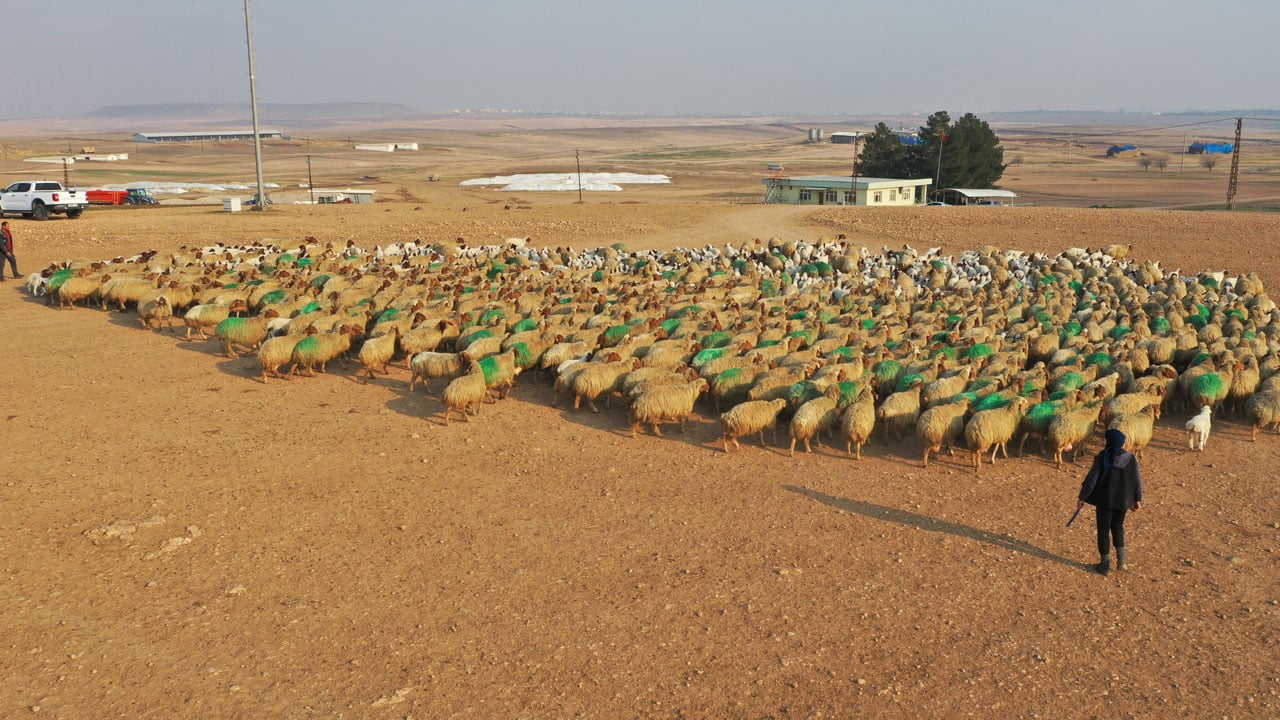 Foto - Dünyanın en büyük işletmesi! 60 bin kuzu dünyaya geldi