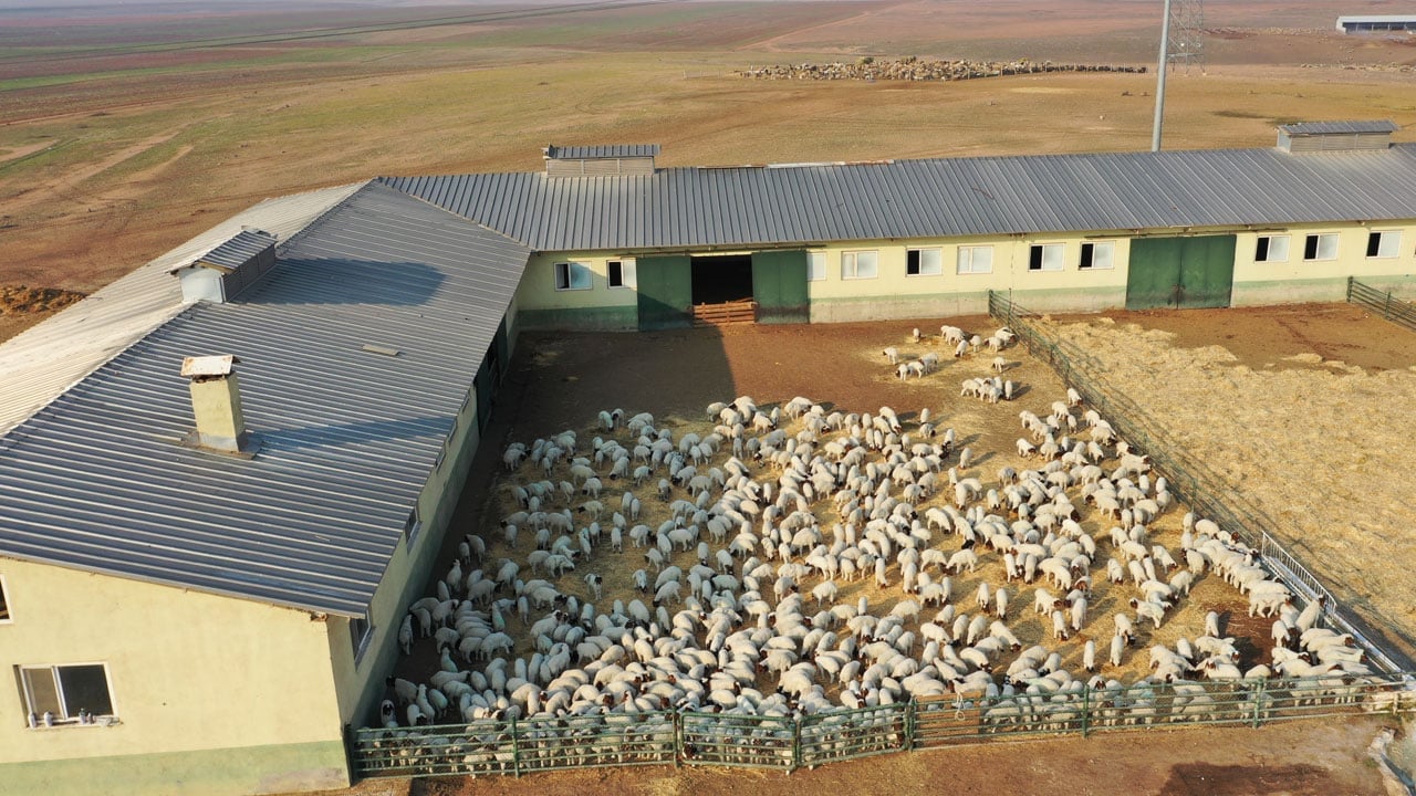 Dünyanın en büyük işletmesi! 60 bin kuzu dünyaya geldi