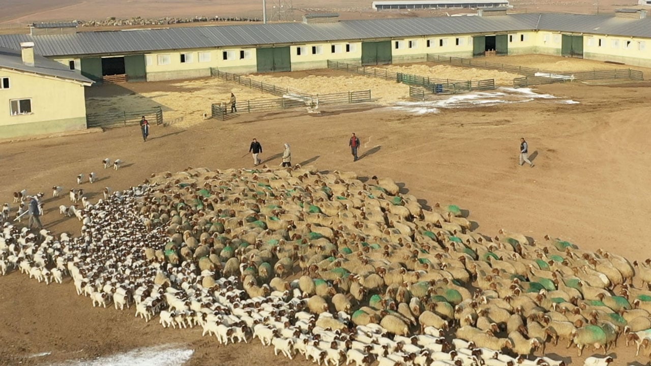 Foto - Dünyanın en büyük işletmesi! 60 bin kuzu dünyaya geldi