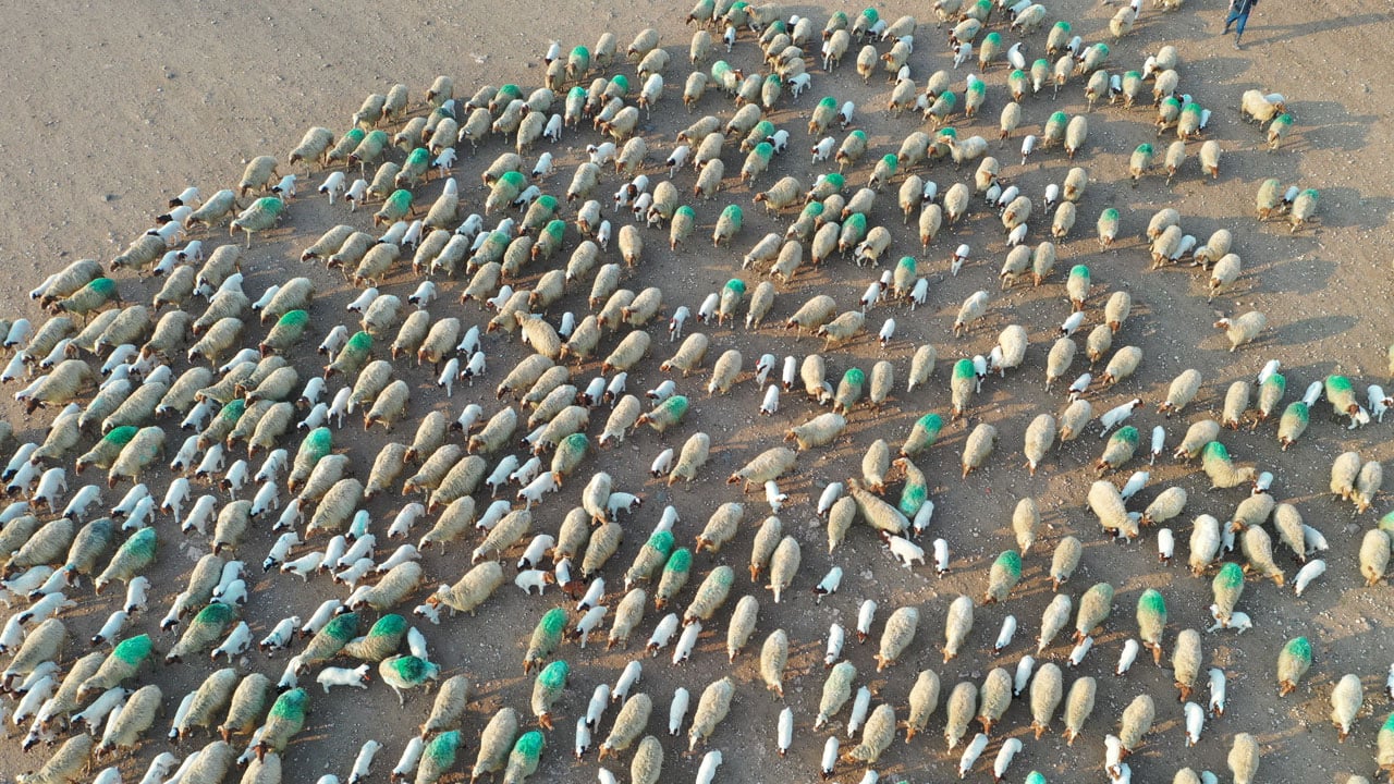 Foto - Dünyanın en büyük işletmesi! 60 bin kuzu dünyaya geldi