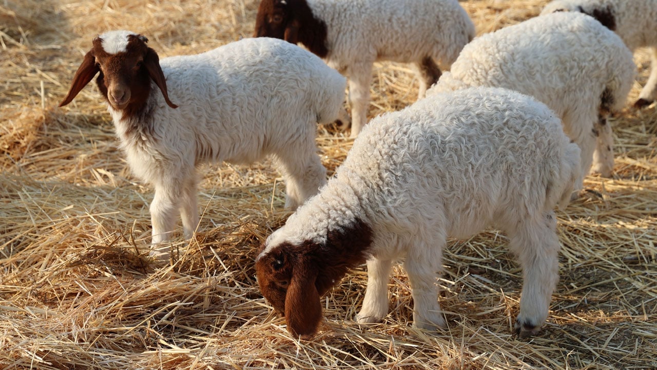 Foto - Dünyanın en büyük işletmesi! 60 bin kuzu dünyaya geldi