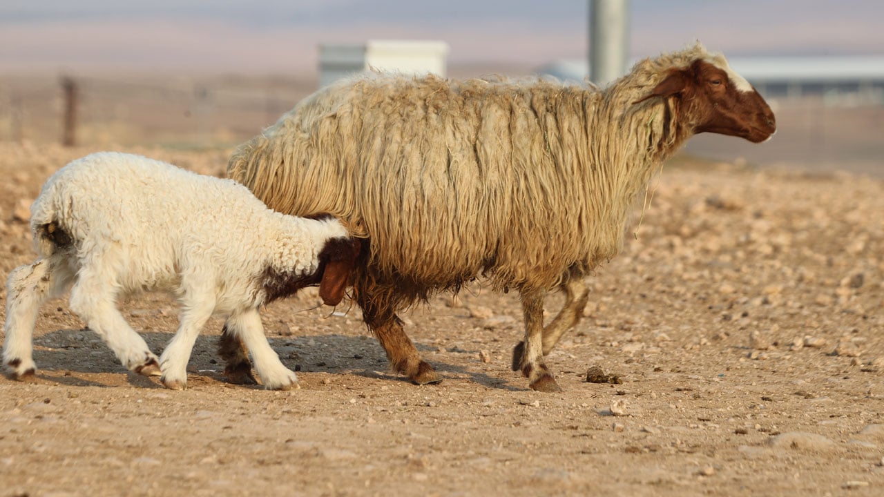 Foto - Dünyanın en büyük işletmesi! 60 bin kuzu dünyaya geldi