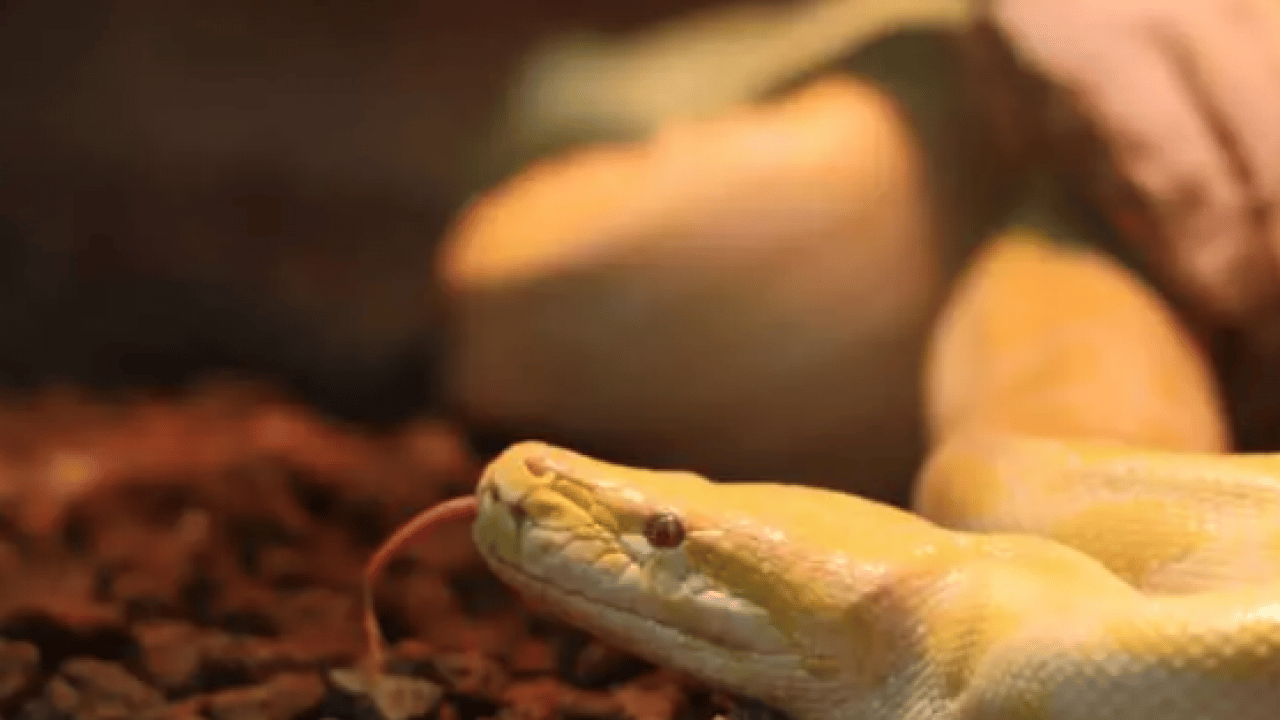 Foto - Dünyanın en büyüğü Denizli'de ele geçirildi! Dev boyutuyla korku salıyor!