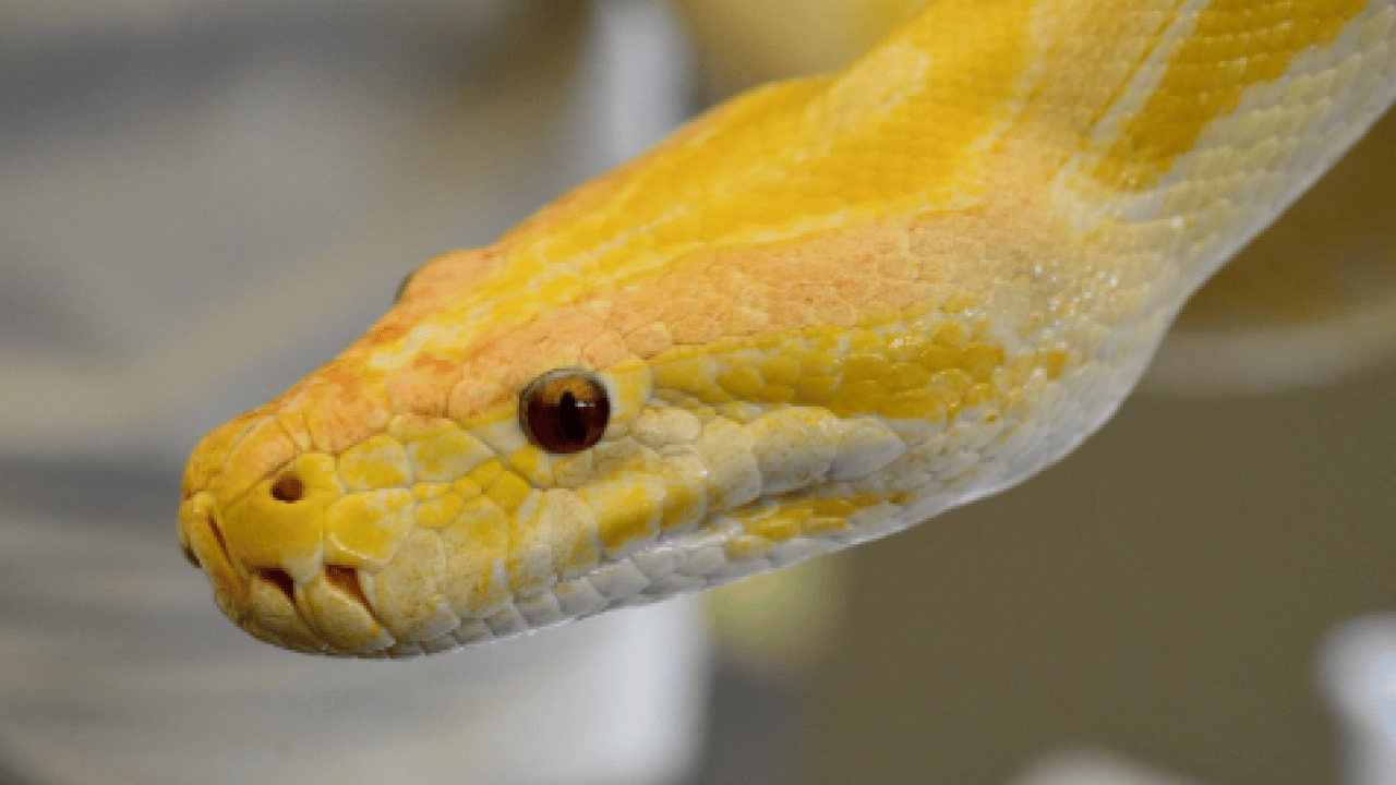 Foto - Dünyanın en büyüğü Denizli'de ele geçirildi! Dev boyutuyla korku salıyor!