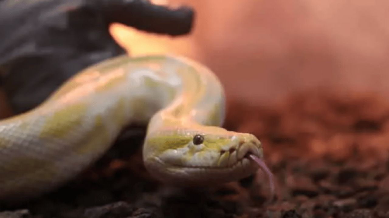 Foto - Dünyanın en büyüğü Denizli'de ele geçirildi! Dev boyutuyla korku salıyor!