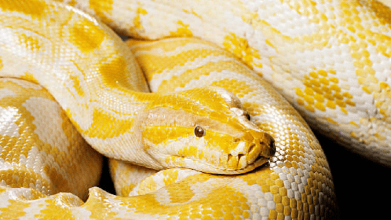 Foto - Dünyanın en büyüğü Denizli'de ele geçirildi! Dev boyutuyla korku salıyor!