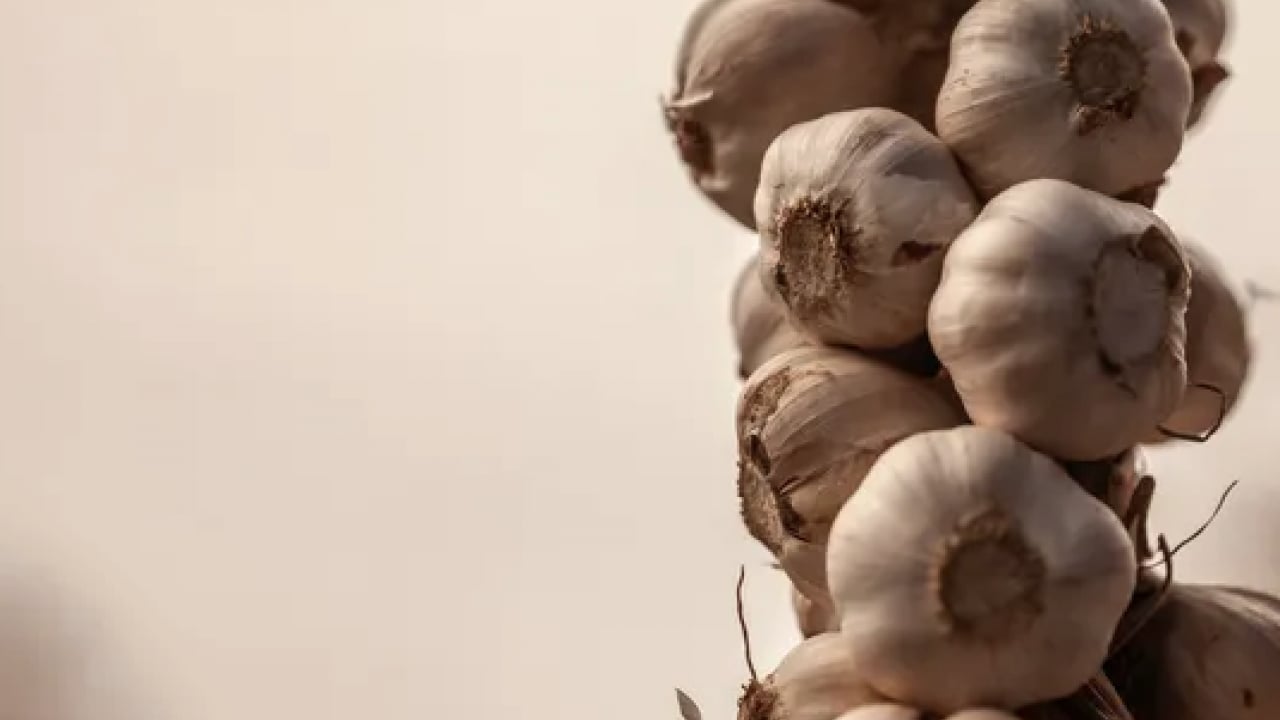 Foto - Dünyanın en iyi 17 sarımsağı açıklandı: Türkiye'den 2 çeşit listede... İlk sırayı o ülke aldı