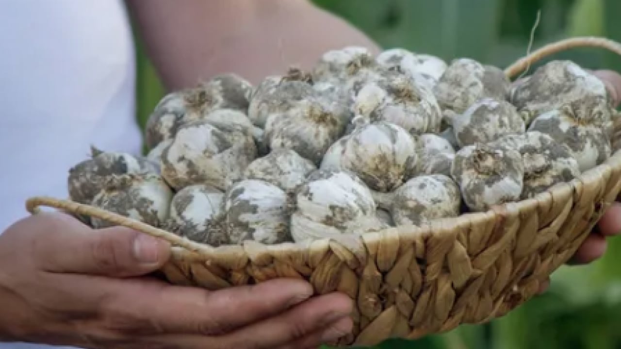 Foto - Dünyanın en iyi 17 sarımsağı açıklandı: Türkiye'den 2 çeşit listede... İlk sırayı o ülke aldı