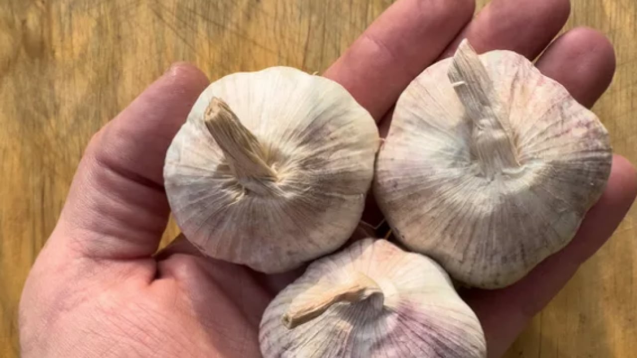 Foto - Dünyanın en iyi 17 sarımsağı açıklandı: Türkiye'den 2 çeşit listede... İlk sırayı o ülke aldı