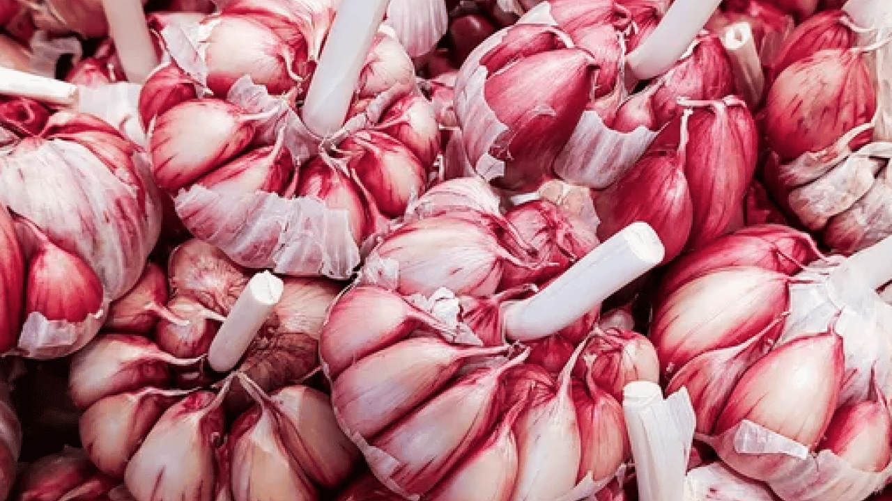 Foto - Dünyanın en iyi 17 sarımsağı açıklandı: Türkiye'den 2 çeşit listede... İlk sırayı o ülke aldı