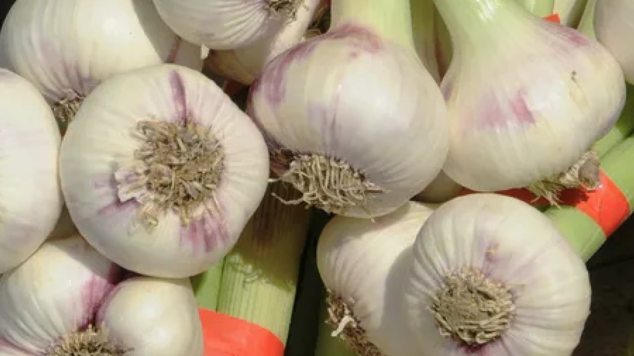 Foto - Dünyanın en iyi 17 sarımsağı açıklandı: Türkiye'den 2 çeşit listede... İlk sırayı o ülke aldı