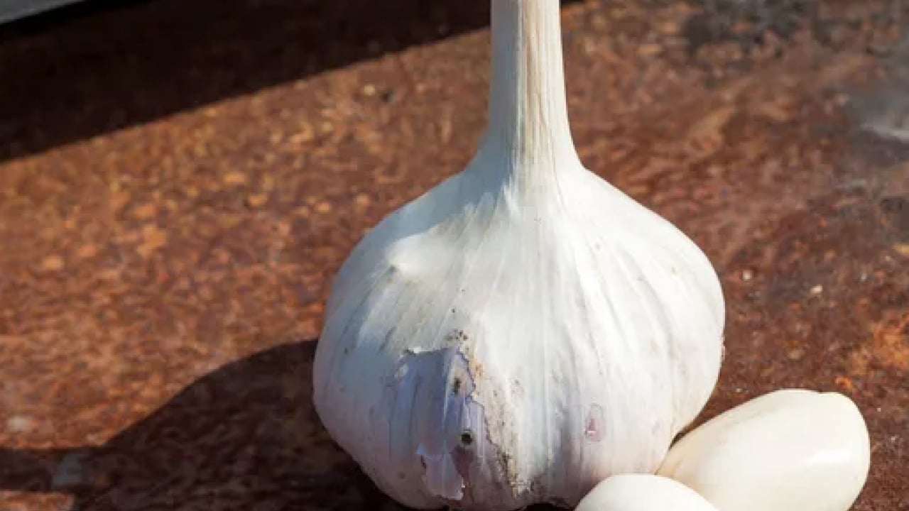 Foto - Dünyanın en iyi 17 sarımsağı açıklandı: Türkiye'den 2 çeşit listede... İlk sırayı o ülke aldı