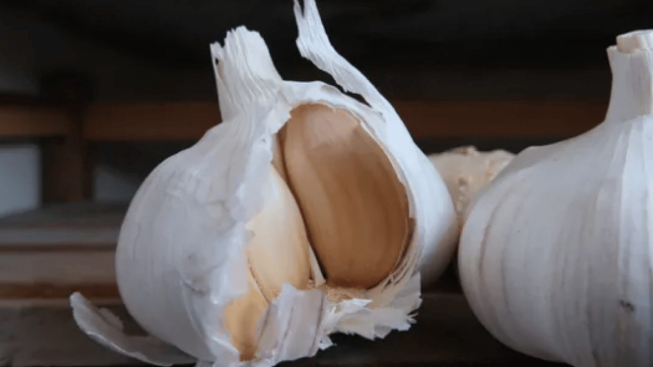 Foto - Dünyanın en iyi 17 sarımsağı açıklandı: Türkiye'den 2 çeşit listede... İlk sırayı o ülke aldı