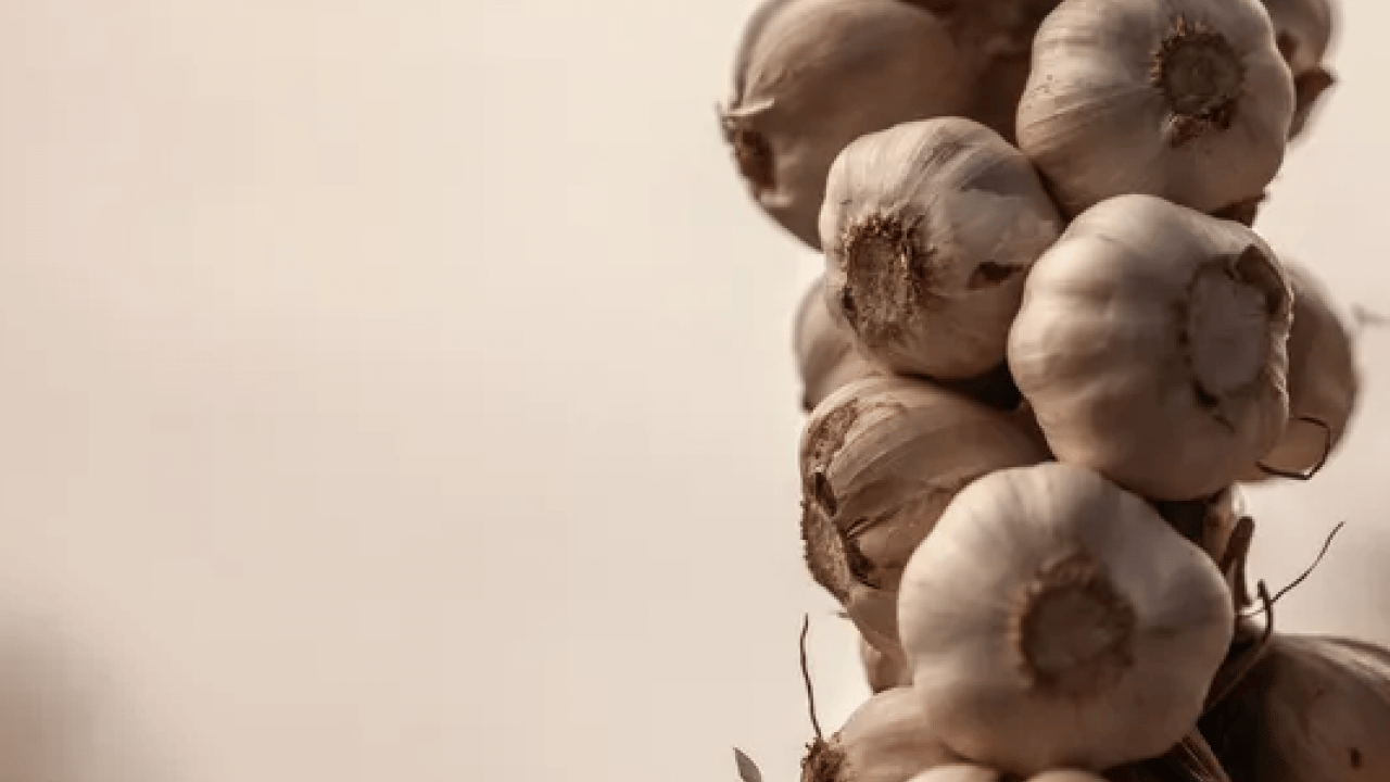 Foto - Dünyanın en iyi 17 sarımsağı açıklandı: Türkiye'den 2 çeşit listede... İlk sırayı o ülke aldı