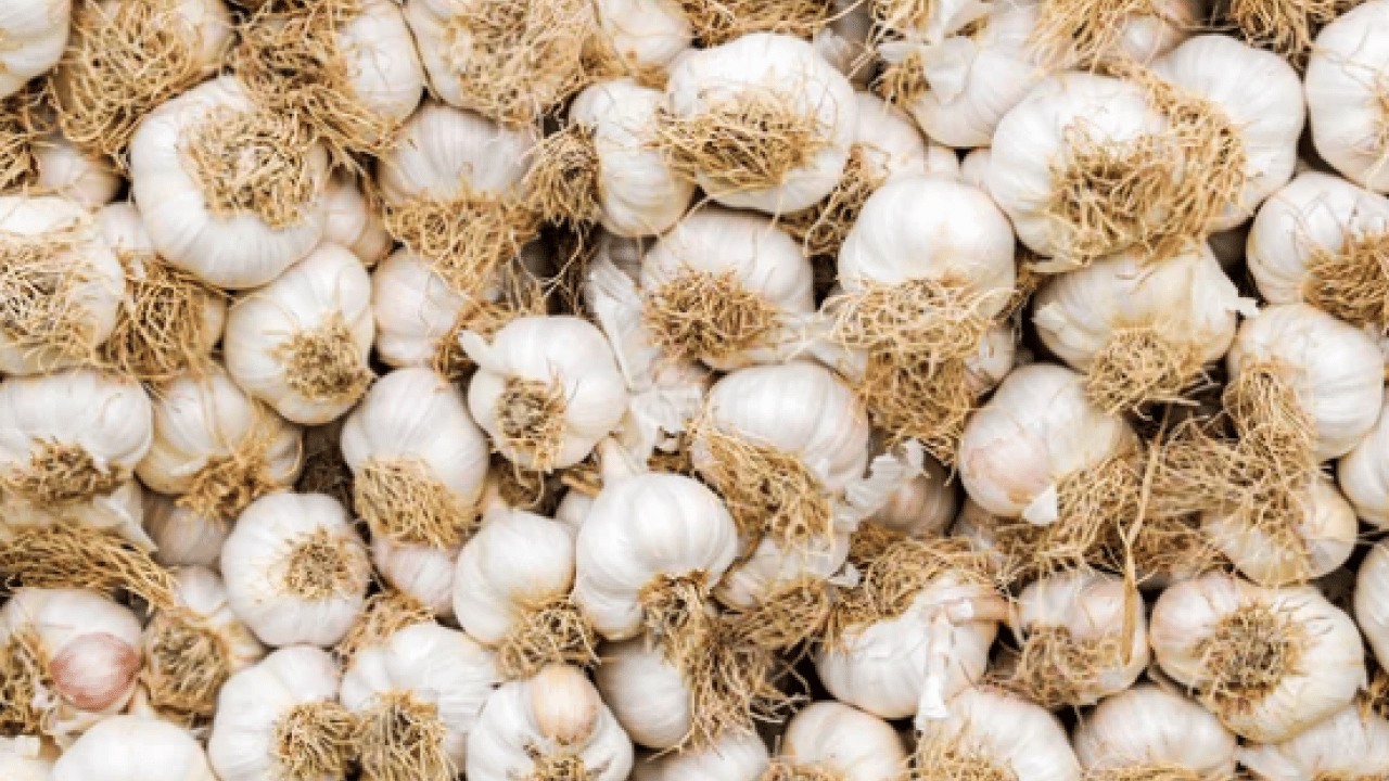 Foto - Dünyanın en iyi 17 sarımsağı açıklandı: Türkiye'den 2 çeşit listede... İlk sırayı o ülke aldı
