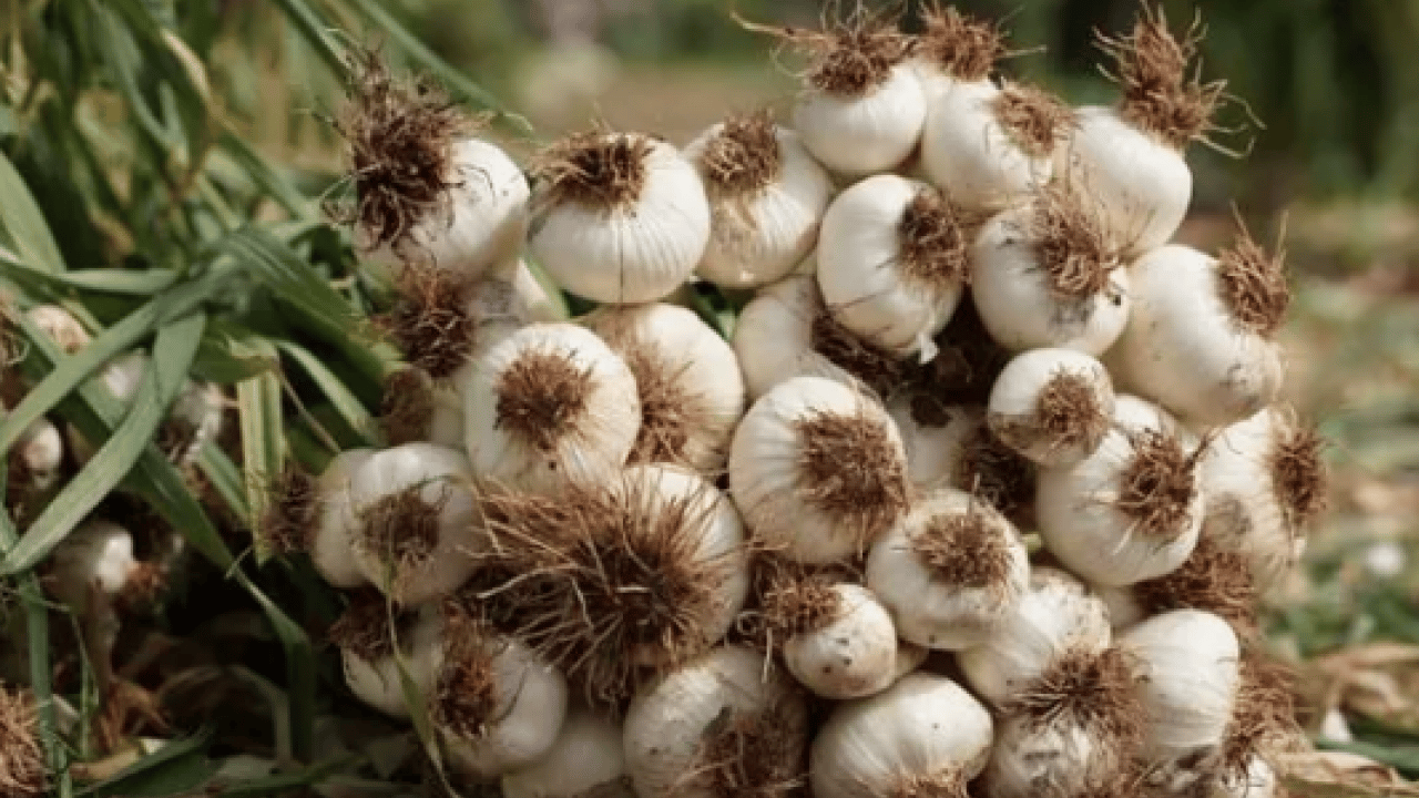 Foto - Dünyanın en iyi 17 sarımsağı açıklandı: Türkiye'den 2 çeşit listede... İlk sırayı o ülke aldı