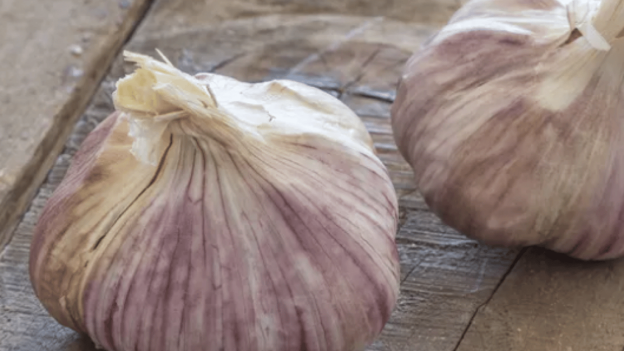 Foto - Dünyanın en iyi 17 sarımsağı açıklandı: Türkiye'den 2 çeşit listede... İlk sırayı o ülke aldı