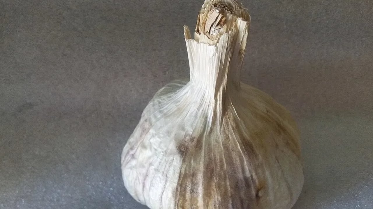 Foto - Dünyanın en iyi 17 sarımsağı belli oldu