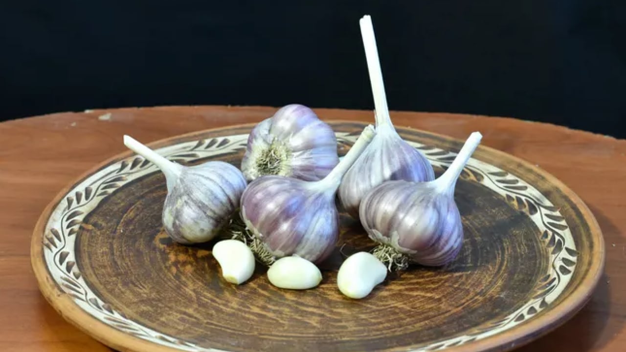 Foto - Dünyanın en iyi 17 sarımsağı belli oldu