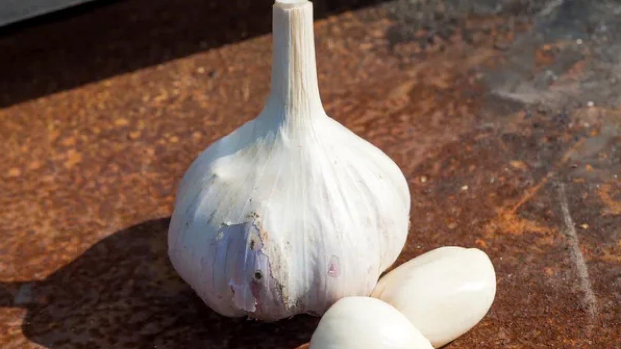 Foto - Dünyanın en iyi 17 sarımsağı belli oldu