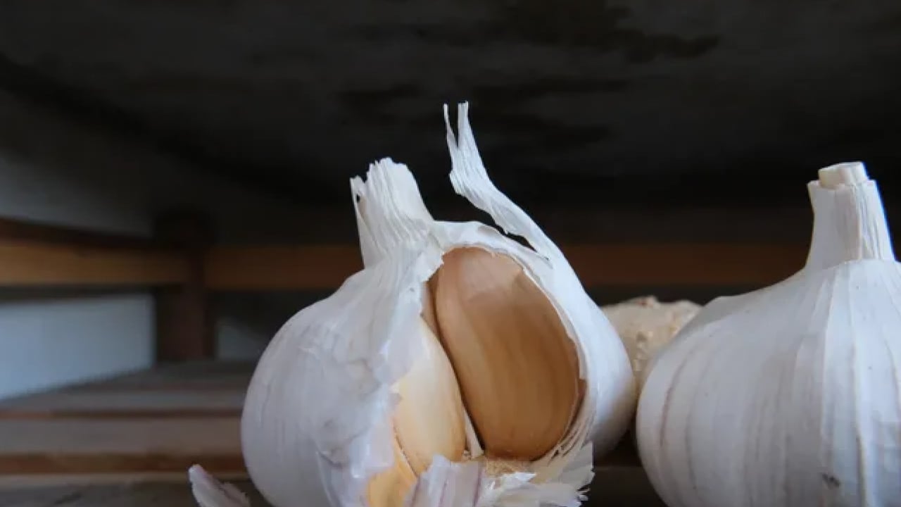 Foto - Dünyanın en iyi 17 sarımsağı belli oldu