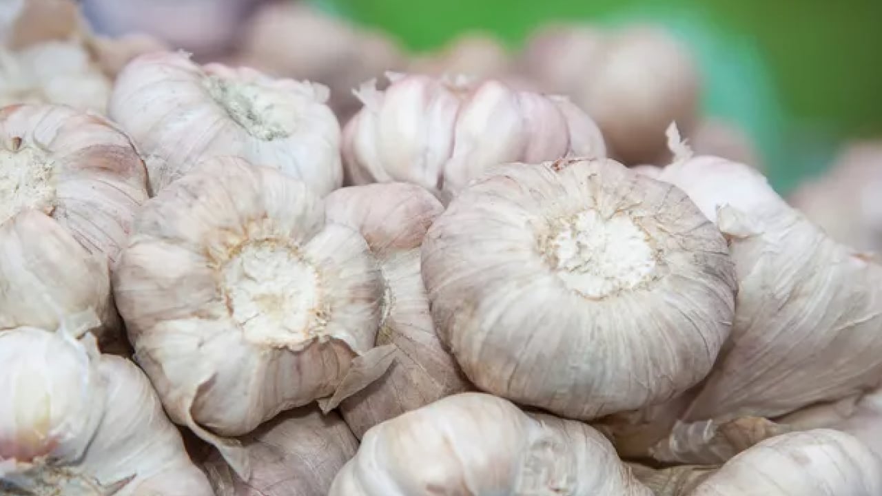Foto - Dünyanın en iyi 17 sarımsağı belli oldu