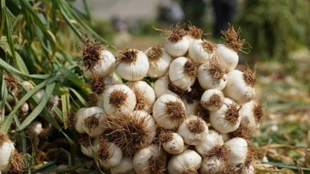 Foto - Dünyanın en iyi 17 sarımsağı belli oldu