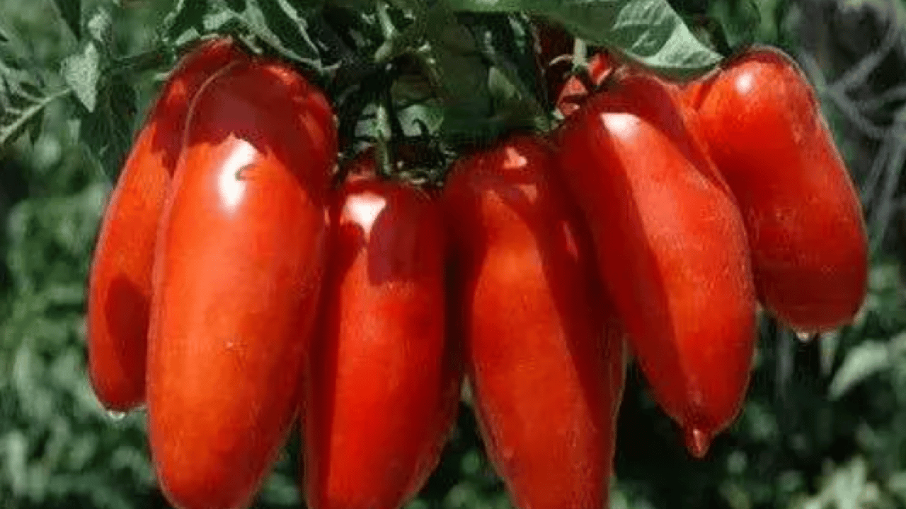 Foto - Dünyanın en iyilerini seçtiler! Türkiye listeye damga vurdu!