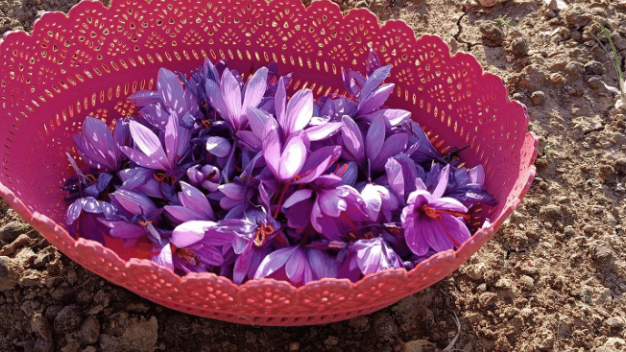 Dünyanın en pahalı baharatı o ilimizde üretildi! ‘Bu kadarını beklemiyorduk'