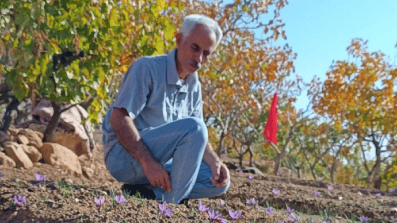 Foto - Dünyanın en pahalı baharatı o ilimizde üretildi! ‘Bu kadarını beklemiyorduk'