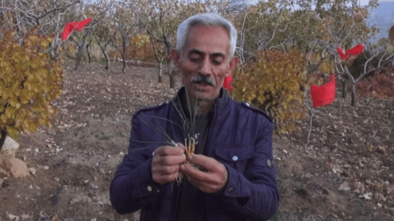 Foto - Dünyanın en pahalı baharatı o ilimizde üretildi! ‘Bu kadarını beklemiyorduk'