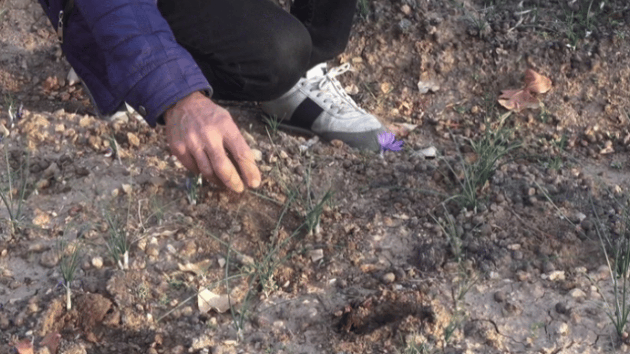 Foto - Dünyanın en pahalı baharatı o ilimizde üretildi! ‘Bu kadarını beklemiyorduk'