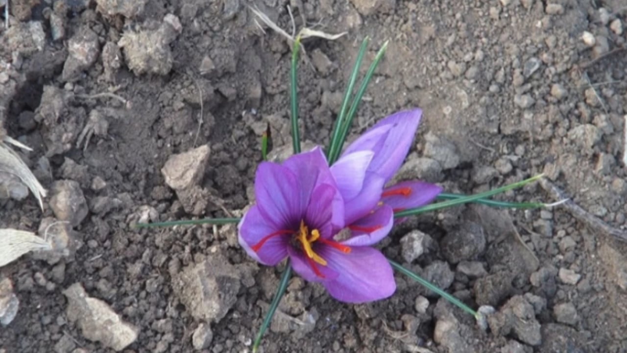 Foto - Dünyanın en pahalı baharatı o ilimizde üretildi! ‘Bu kadarını beklemiyorduk'