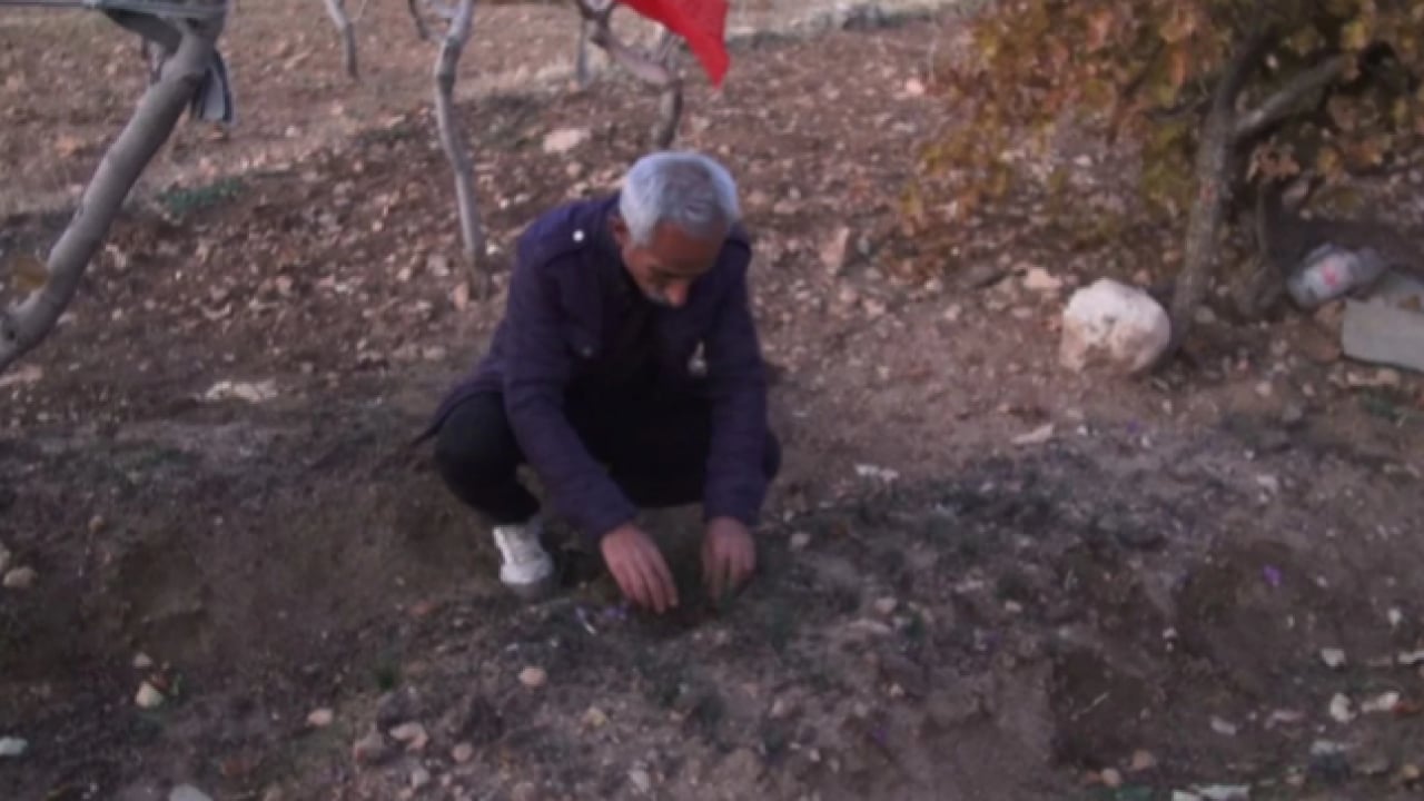 Foto - Dünyanın en pahalı baharatı o ilimizde üretildi! ‘Bu kadarını beklemiyorduk'