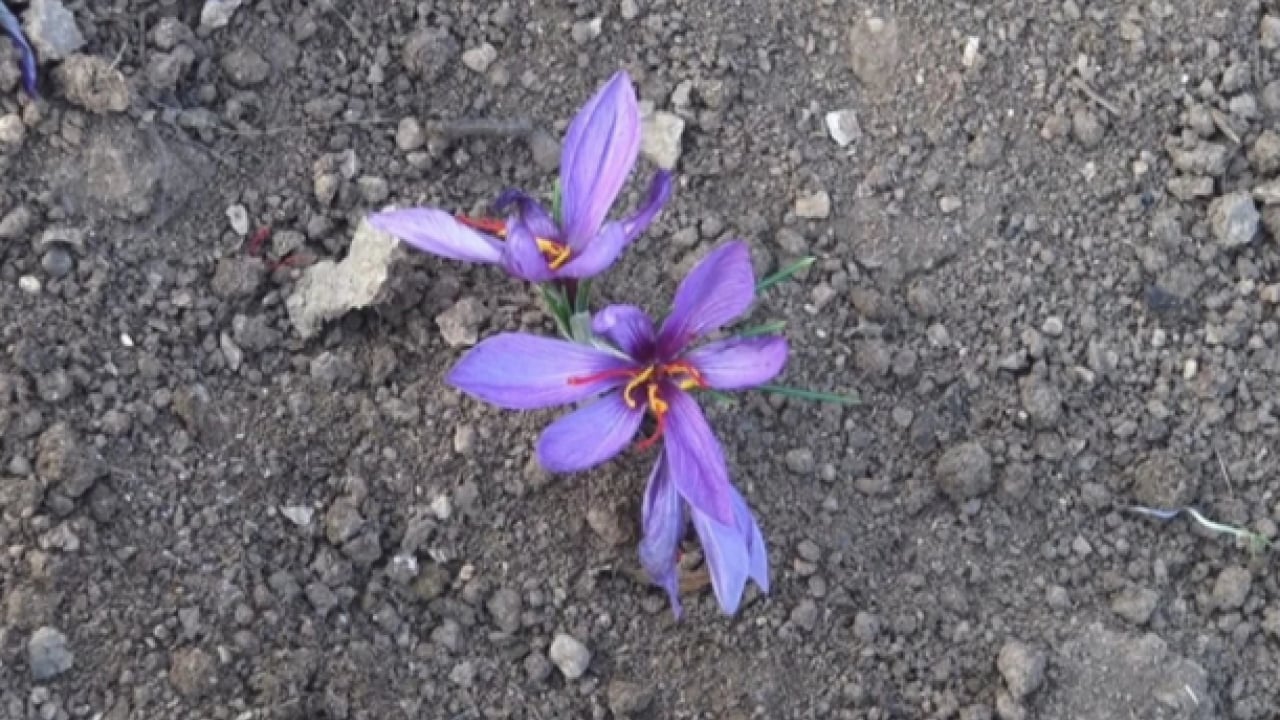 Foto - Dünyanın en pahalı baharatı o ilimizde üretildi! ‘Bu kadarını beklemiyorduk'