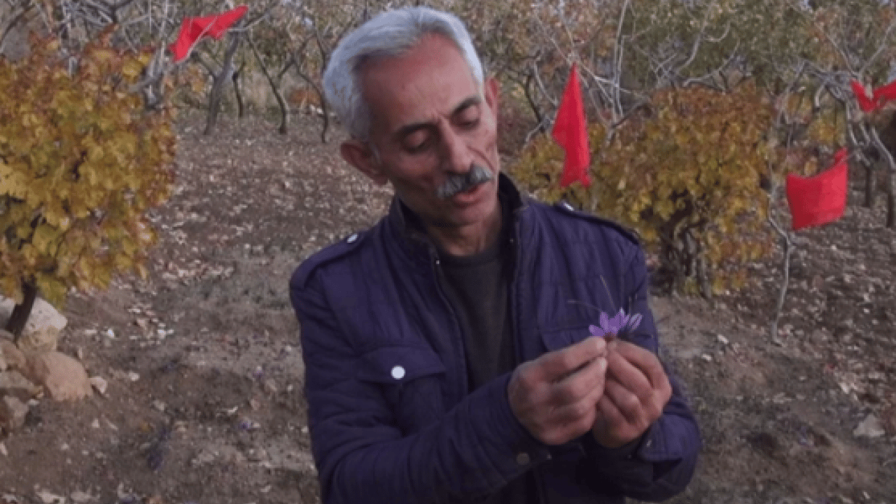 Foto - Dünyanın en pahalı baharatı o ilimizde üretildi! ‘Bu kadarını beklemiyorduk'