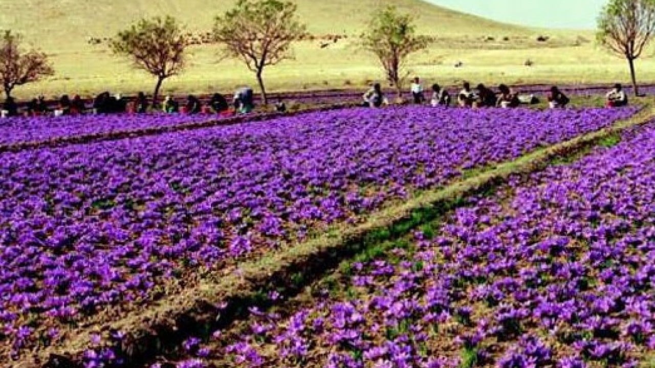 Foto - Dünyanın en pahalısı Türkiye'de: Kilogramı 600 bin TL!