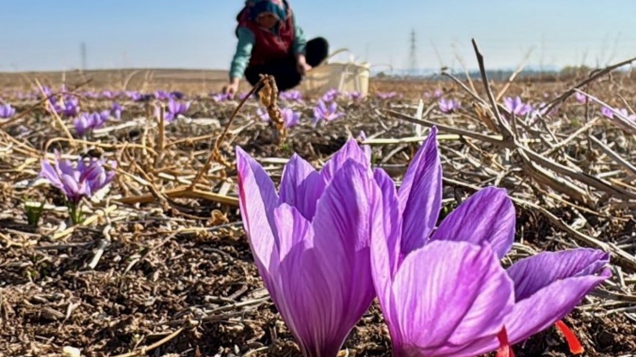 Dünyanın en pahalısı Türkiye'de: Kilogramı 600 bin TL!