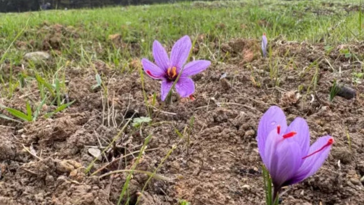 Foto - Dünyanın en pahalısı Türkiye'de: Kilogramı 600 bin TL!