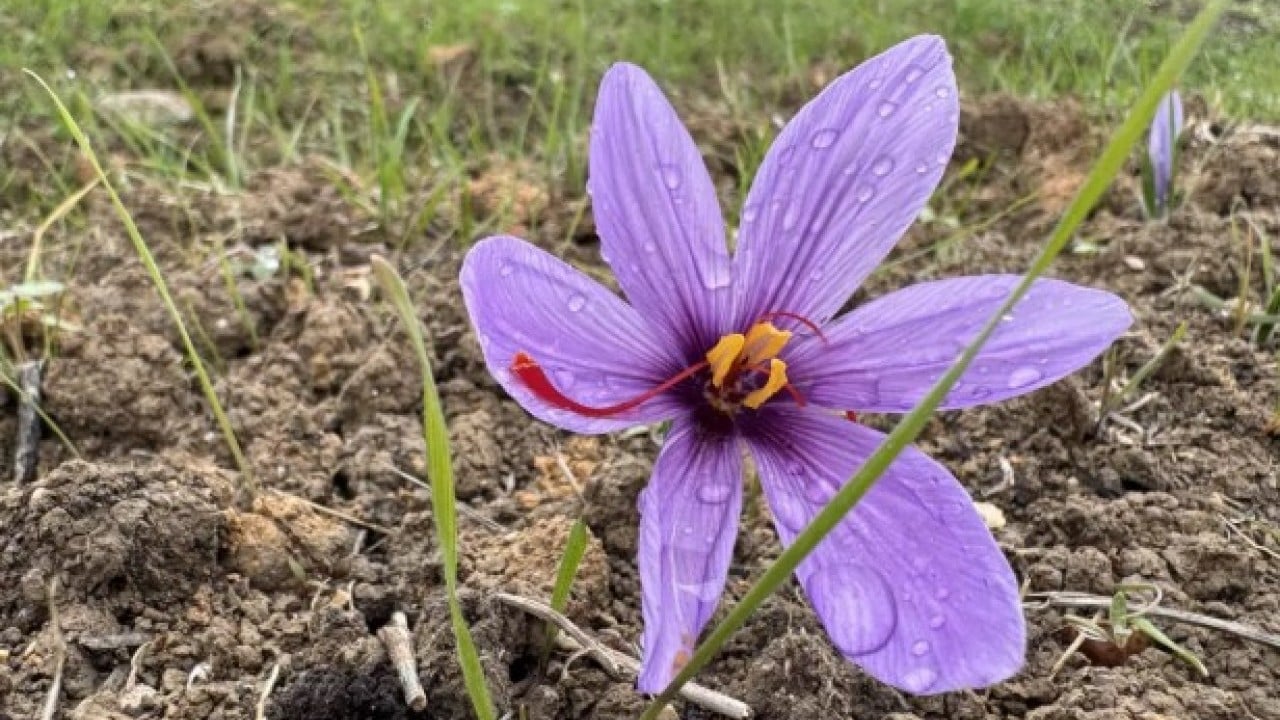 Foto - Dünyanın en pahalısı Türkiye'de: Kilogramı 600 bin TL!