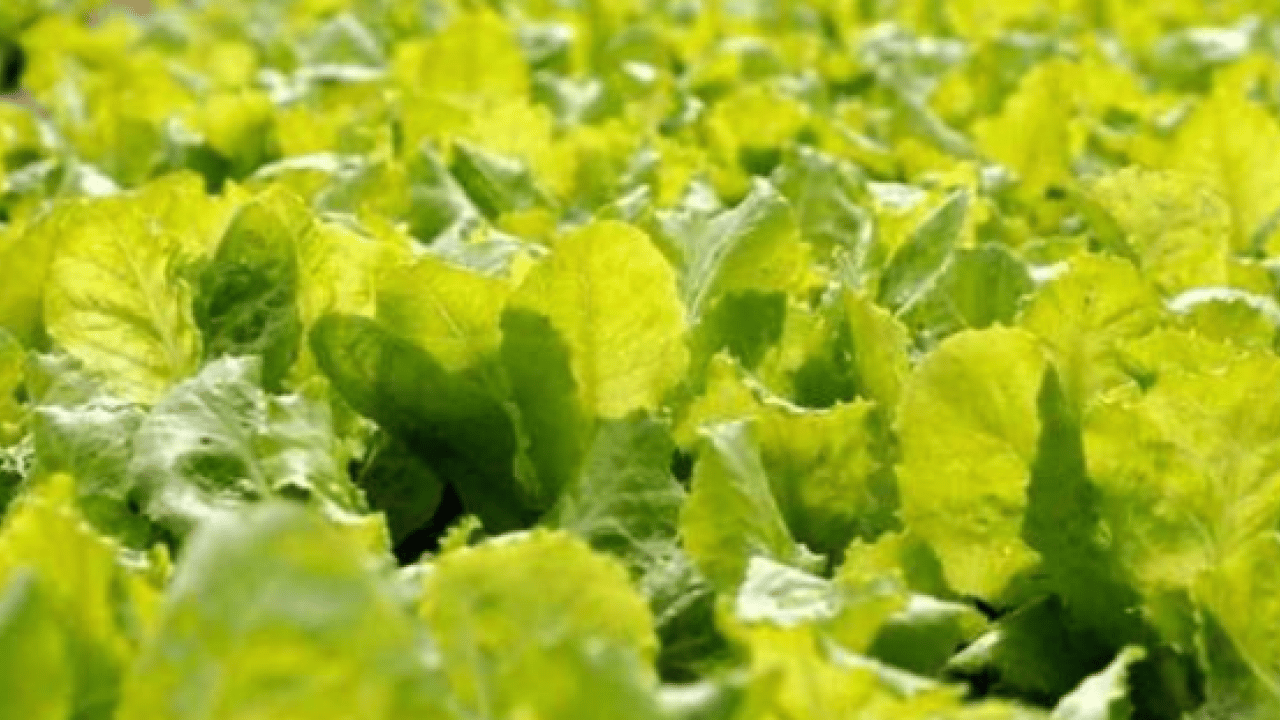 Foto - Dünyanın en sağlıklı yeşilliği belli oldu