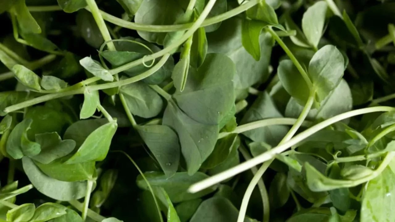 Dünyanın en sağlıklı yeşilliği: Su teresi nedir, nasıl tüketilir? Uzmanından çarpıcı öneri! 