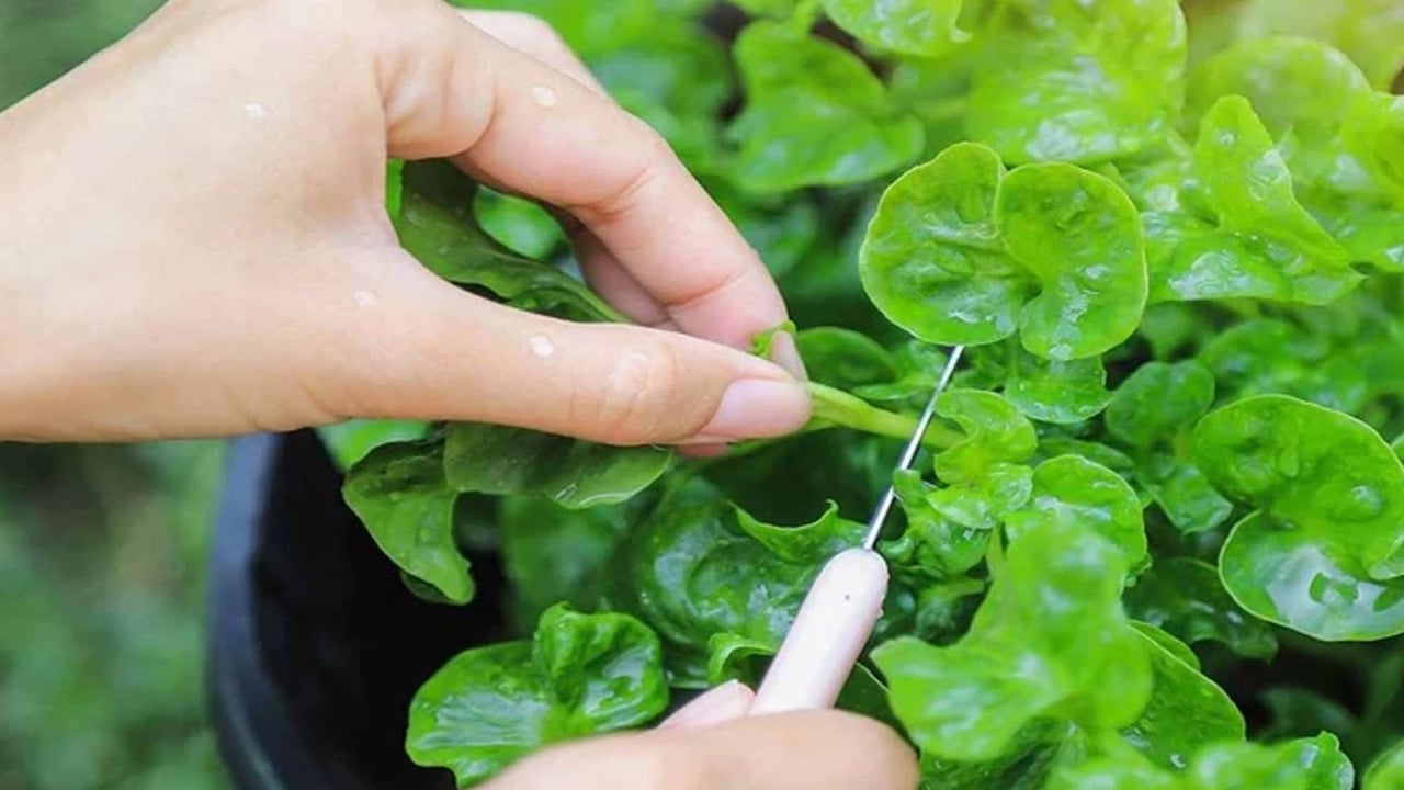Foto - Dünyanın en sağlıklı yeşilliği: Su teresi nedir, nasıl tüketilir? Uzmanından çarpıcı öneri! 